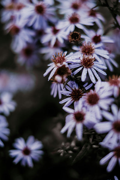 Prince Calico Aster 1G