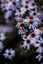 Prince Calico Aster 1G