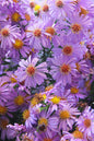 Professor Kippenberg Aster 1G
