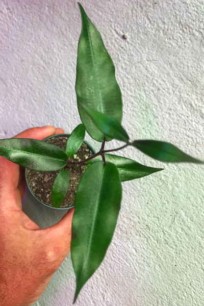 Propellor Vine 4”