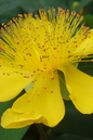 Pumpkin St. John’s Wort 2G