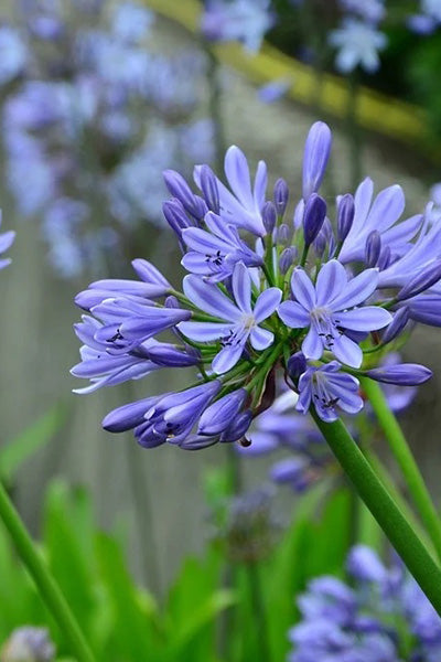 Purple Agapanthus 1G