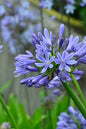 Purple Agapanthus 1G