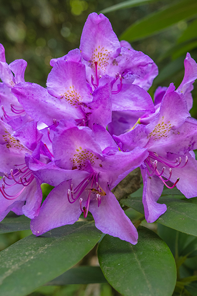 Purple Gem Rhododendron 2G