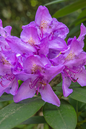 Purple Gem Rhododendron 2G