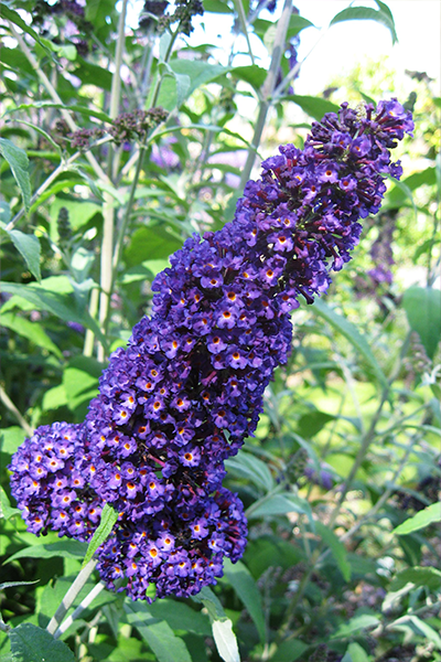 Purple Haze Butterfly Bush 2G