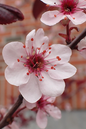 Purple Leaf Sand Cherry 2G