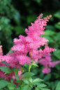 Purple Rain Astilbe 1G