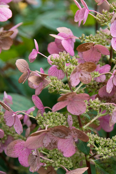 Quick Fire Hydrangea 2G