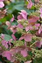 Quick Fire Hydrangea 2G