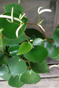 Raindrop Peperomia 6”