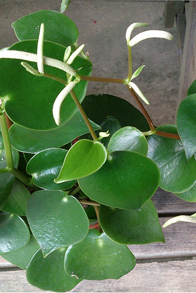 Raindrop Peperomia Var 4”