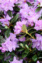 Ramapo Rhododendron 2G