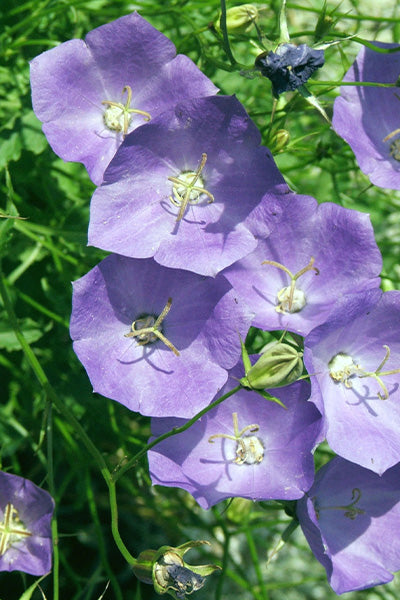 Rapido Blue Campanula 1G