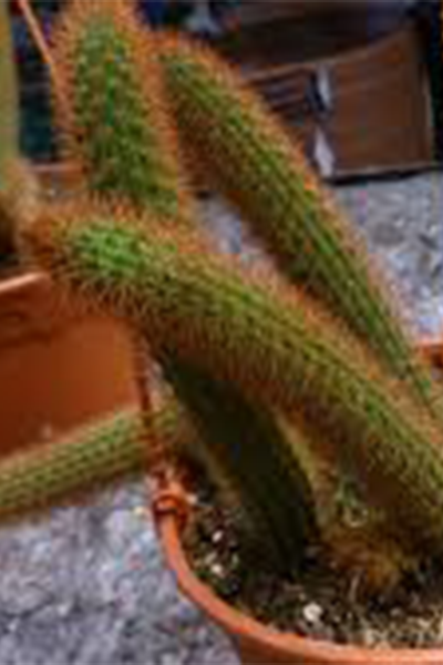 Rat-Tail Cactus 2”