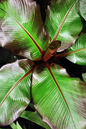 Red Banana 10”