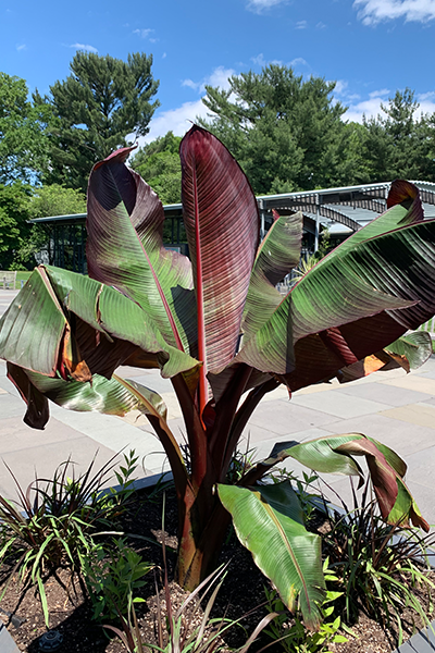 Red Banana 1G