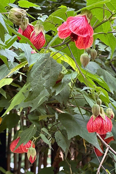 Red Flowering Maple (Abutilon) 1G