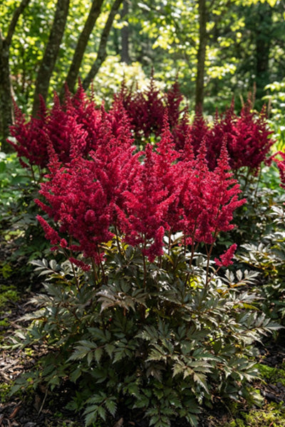 Red Sentinel Astilbe 1G