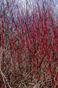 Red Twig Dogwood 2G