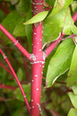 Red Twig Dogwood 5G