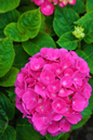 Red ’n Pretty Hydrangea 5G