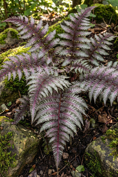 Regal Red Japanese Painted Fern 1G