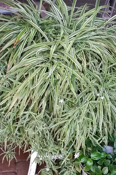 Reverse Variegated Spider Plant 4”