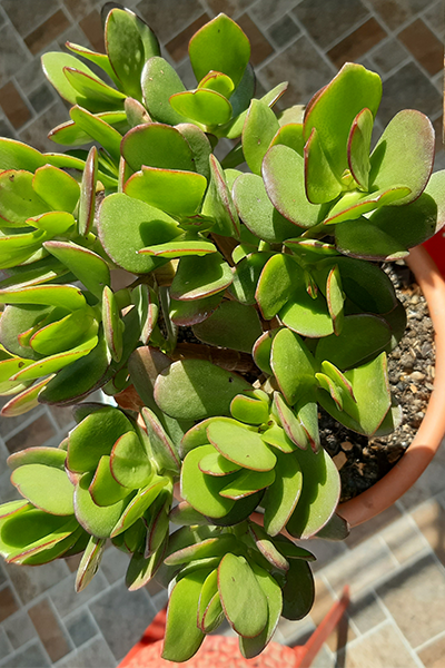 Ripple Jade 4”