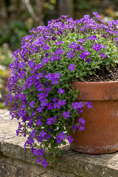 Rokey’s Purple Aubrieta 1G