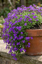 Rokey’s Purple Aubrieta 1G