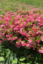 Rosebud Azalea 2G