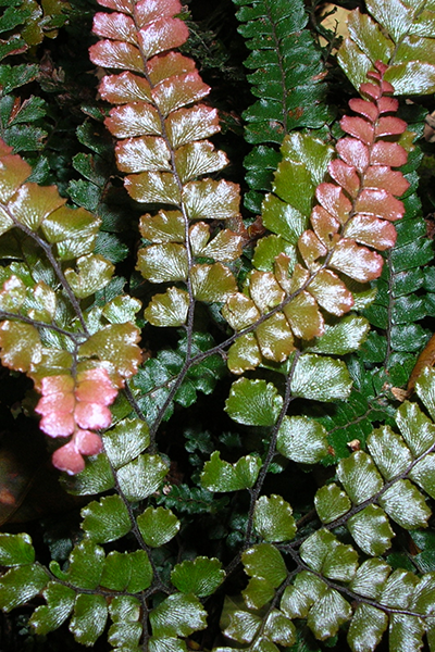 Rosy Maidenhair Fern 4”