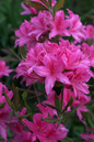 Rosy Lights Azalea 2G