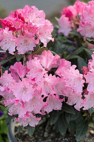 Royal Pink Rhododendron 2G