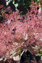 Royal Purple Smokebush 2G