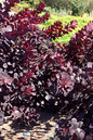 Royal Purple Smokebush 5G