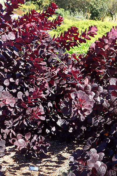 Royal Purple Smokebush 5G
