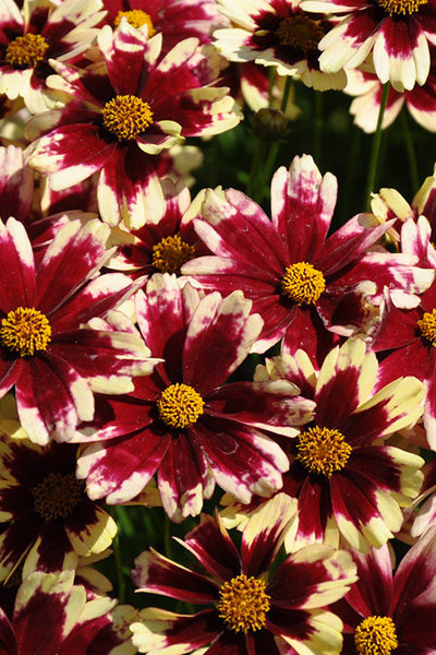 Ruby Frost Coreopsis 1G