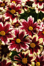 Ruby Frost Coreopsis 1G
