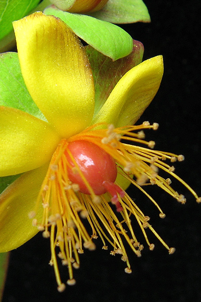 Sangria St. John’s Wort 1G