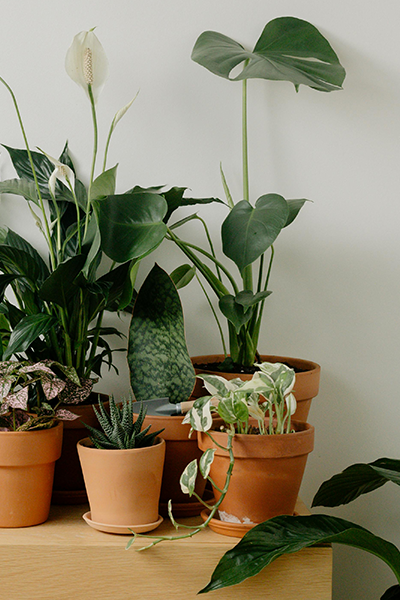 Sansevieria Assorted 2”