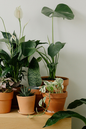 Sansevieria Assorted 2”