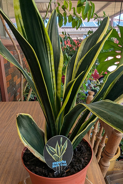 Sansevieria Black Superba 6”