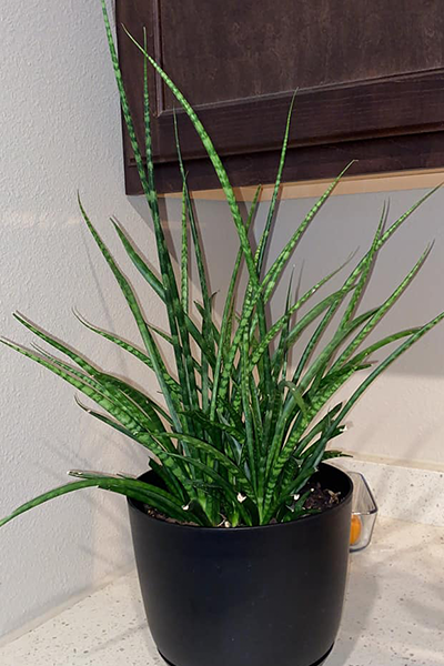 Sansevieria Fernwood 8”