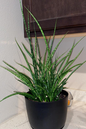 Sansevieria Fernwood 8”