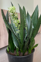 Sansevieria Glitter Top 6”