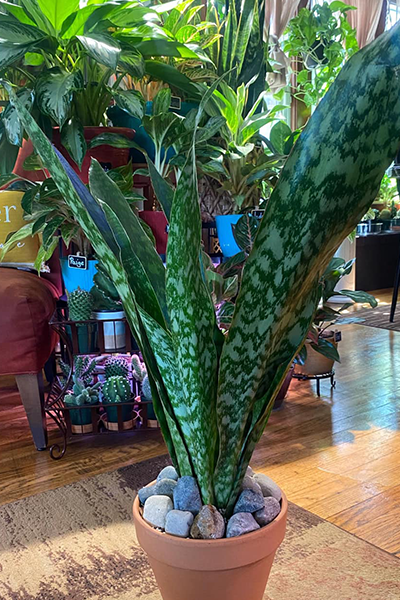 Sansevieria Jaboa 10”