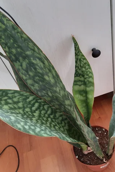 Sansevieria Jaboa 8”