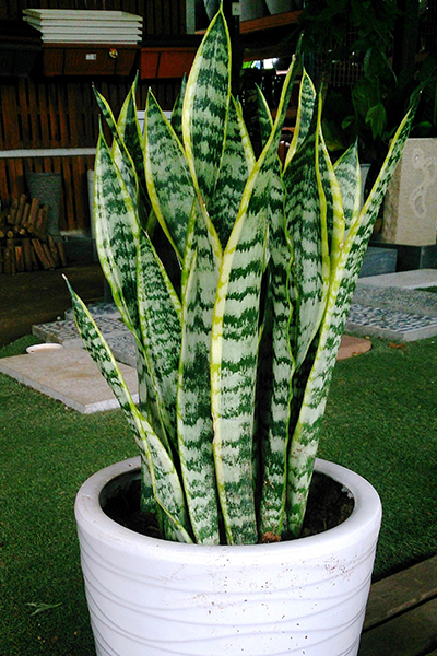 Sansevieria Laurentii 14”